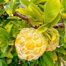 Custard Apple Tree